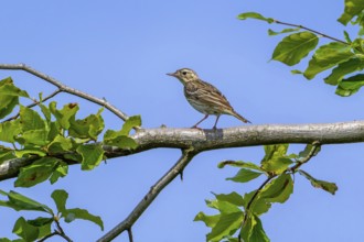 Tree pipit (Anthus trivialis, Alauda trivialis) perched in tree at open woodland in late spring,