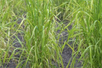 Domesticated einkorn wheat (Triticum monococcum) plants on field in late spring, early summer