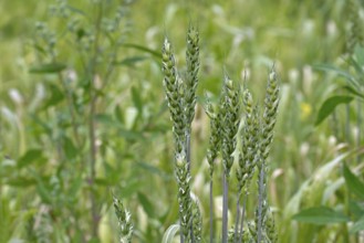 Lavett, common spring wheat, bread wheat (Triticum aestivum) variety for organic cultivation.