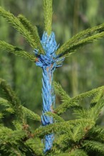 Spruce tree sapling painted blue with marking paint containing bitter components and acting as