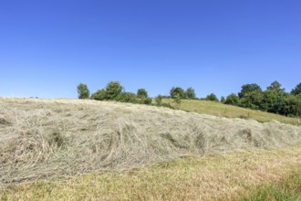 Partially dried mown grass in field, meadow, used as animal, livestock fodder drying before being