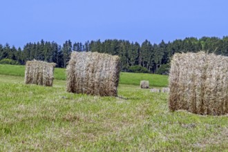 Baled partially dried mown grass in field, meadow in early summer, formed into cylindrical hay