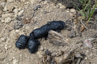 Close-up of black coloured droppings, faeces, poo from red fox (Vulpes vulpes) full of insects and