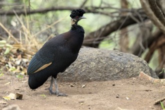 Ruffed Guinea Fowl (Guttera pucherani), adult, on the ground, alert, foraging, Kruger, Kruger