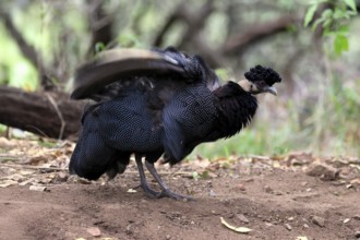 Ruffed guinea fowl (Guttera pucherani), adult, on the ground, grooming, Kruger, Kruger National