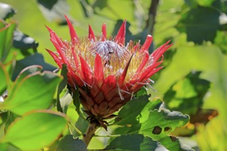 King Protea (Protea cynaroides), flower, flowering, flower, in spring, Kirstenbosch Botanical
