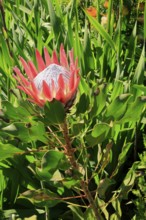 King Protea (Protea cynaroides), flower, flowering, flower, in spring, Kirstenbosch Botanical