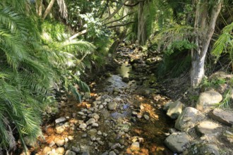 Kirstenbosch Botanical Garden, landscape, stream, in spring, water, Cape Town, South Africa