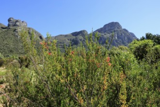 Kirstenbosch Botanical Garden, landscape, lush vegetation, in spring, flowers, blooming, blossoms,