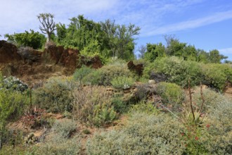 Karoo Desert National Botanical Garden, landscape, in spring, semi-desert, Worcester, Western Cape,