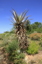 Cape Aloe, Aloe ferox, plant, Karoo Desert Botanic Garden, Worcester, Western Cape, South Africa