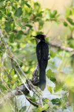 Cape Cuckoo (Clamator levaillantii), adult, on tree, alert, Kruger, Kruger National Park, South