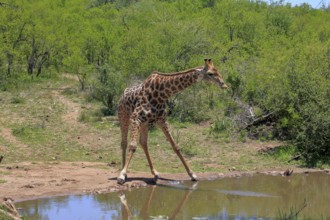 Cape giraffe (Giraffa camelopardalis giraffa), adult, water, Kruger, Kruger National Park, South