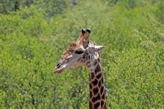 Cape giraffe (Giraffa camelopardalis giraffa), adult, portrait, alert, Kruger, Kruger National