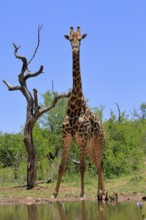 Cape giraffe (Giraffa camelopardalis giraffa), adult, water, Kruger, Kruger National Park, South