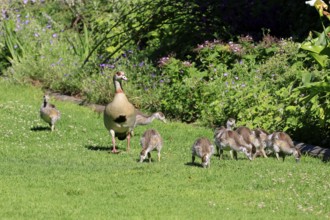 Egyptian goose (Alopochen aegyptiaca), adult, young, alert, in a meadow, chicks, foraging,