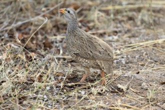 Natal Francolin (Pternistis natalensis), adult, foraging, on the ground, Kruger, Kruger National