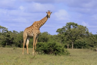 Cape giraffe, (Giraffa camelopardalis giraffa), adult, foraging, Kruger, Kruger National Park,