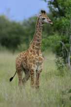Cape giraffe, (Giraffa camelopardalis giraffa), young animal, alert, Kruger, Kruger National Park,