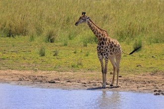 Cape giraffe (Giraffa camelopardalis giraffa), adult, water, Kruger, Kruger National Park, South
