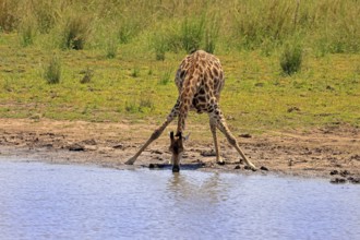 Cape giraffe (Giraffa camelopardalis giraffa), adult, water, drinking, Kruger, Kruger National