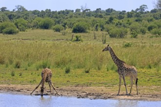 Cape giraffe (Giraffa camelopardalis giraffa), adult, two, water, drinking, Kruger, Kruger National
