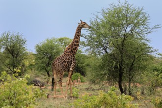 Cape giraffe, (Giraffa camelopardalis giraffa), adult, feeding, Kruger, Kruger National Park, South