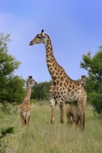 Cape giraffe, (Giraffa camelopardalis giraffa), adult, juvenile, group, Kruger, Kruger National