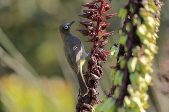 Cape Bulbul (Pycnonotus capensis), adult, on flower, foraging, Kirstenbosch Botanic Gardens, Cape