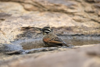 Cape Bunting (Emberiza capensis), adult, at the water, bathing, Mountain Zebra National Park,