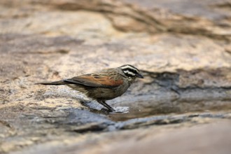 Cape Bunting (Emberiza capensis), adult, at the water's edge, Mountain Zebra National Park, Eastern