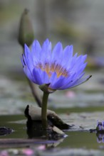 Cape water lily (Nymphea capensis), blooming, flower, blue, aquatic plant, Kruger, Kruger National