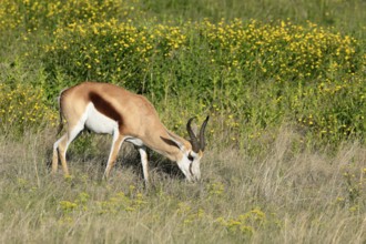 Cape springbok (Antidorcas marsupialis), adult, male, feeding, Mountain Zebra National Park,