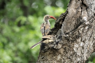 Mopanetoko (Tockus rufirostris), Southern Red-billed Hornbill, adult, pair, on tree, at breeding