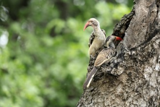 Mopanetoko (Tockus rufirostris), Southern Red-billed Hornbill, adult, pair, on tree, at breeding