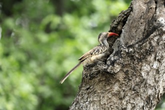 Mopanetoko (Tockus rufirostris), Southern Red-billed Hornbill, adult, on tree, alert, at breeding