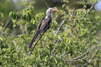 Mopanetoko (Tockus rufirostris), Southern Red-billed Hornbill, adult, on tree, alert, Kruger,