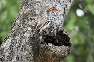 Mopanetoko (Tockus rufirostris), Southern Red-billed Hornbill, adult, on tree, alert, at breeding