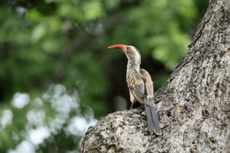 Mopanetoko (Tockus rufirostris), Southern Red-billed Hornbill, adult, on tree, alert, at breeding