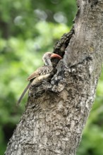Mopanetoko (Tockus rufirostris), Southern Red-billed Hornbill, adult, on tree, alert, at breeding