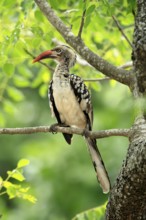 Mopanetoko (Tockus rufirostris), Southern Red-billed Hornbill, adult, on tree, alert, Kruger,