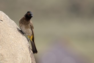 Masked Bulbul (Pycnonotus nigricans), adult, alert, on rocks, Mountain Zebra National Park, South