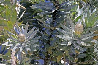 Silver tree (Leucadendron argenteum), flowering, flowers, Kirstenbosch Botanical Gardens, Cape