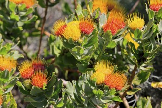 Pincushion protea (Leucospermum oleifolium), flower, in bloom, Kirstenbosch Botanical Gardens, Cape