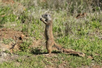 Cape bristle-thighed squirrel (Xerus inauris), adult, alert, standing upright, feeding, Mountain