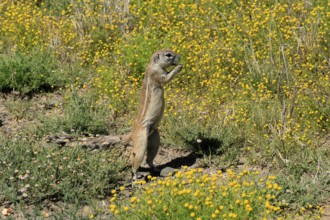 Cape bristle-thighed squirrel (Xerus inauris), adult, alert, standing upright, feeding, flower
