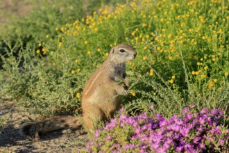 Cape bristle-necked squirrel (Xerus inauris), adult, alert, standing upright, foraging, flower