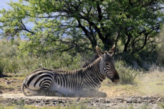 Cape Mountain Zebra (Equus zebra zebra), adult, sand bath, grooming, Mountain Zebra National Park,