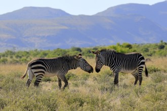 Cape Mountain Zebra (Equus zebra zebra), adult, two, social behaviour, Mountain Zebra National