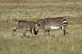 Cape Mountain Zebra (Equus zebra zebra), adult, female, mother, young, foraging, Mountain Zebra